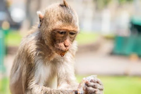 Monkey drinking nectar. Stock Photos