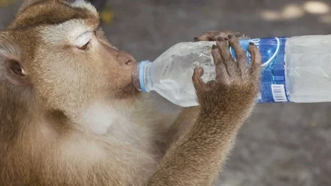 Monkey drinking out of a water bottle slowmotion 스톡 동영상 107685253