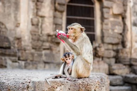 Monkey drinking red nectar. Fotos Stock