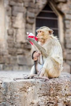 Monkey drinking red nectar. Stock-Fotos