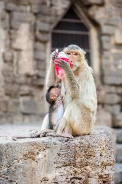 Monkey drinking red nectar. Stock Photos