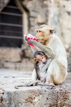 Monkey drinking red nectar. Stock Photos