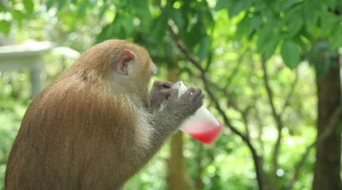 Monkey drinking red nectar from a plastic cup Stock Footage 64569190