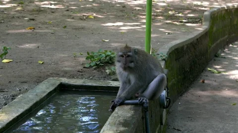Monkey drinking water and washing hands 库存影片 50876643