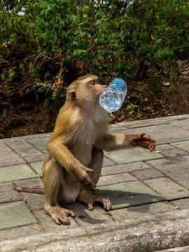 Monkey drinking water from bottle Stock Photos