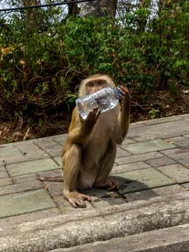 Monkey drinking water from bottle Foto stock