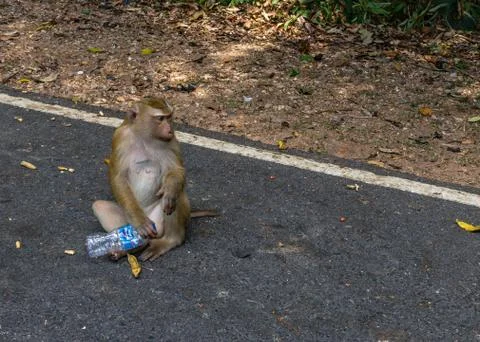 Monkey drinking water from bottle Stock Photos