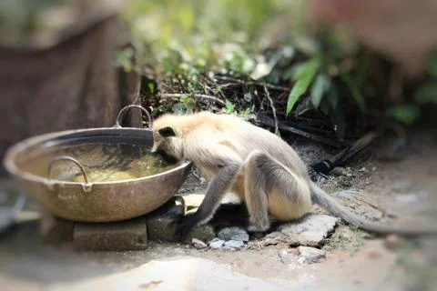 The monkey is drinking water in the bucket. Stock Photos