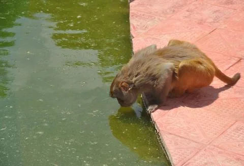 A monkey drinking water in lake Stock Photos