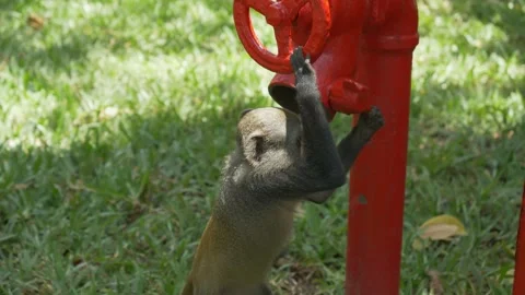 Monkey Drinking Water from Outdoor Red Fire Hydrant Stock Footage 312258796
