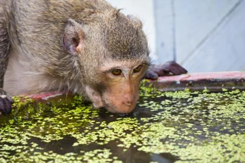 Monkey drinking water Stock Photos