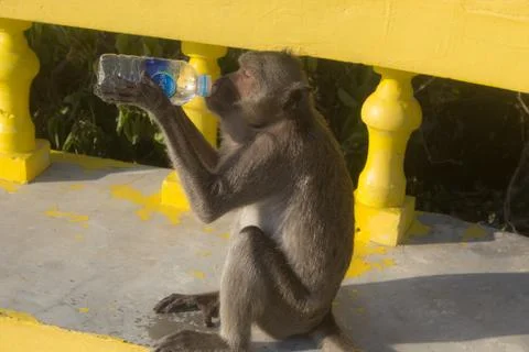Monkey drinking water Stock Photos