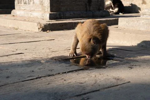 Monkey Drinking Water Stock Photos