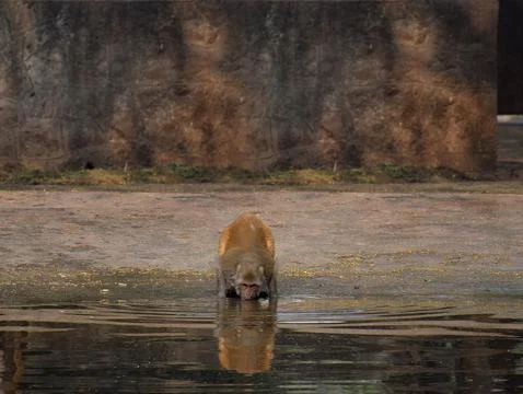 Monkey drinking water Foto stock