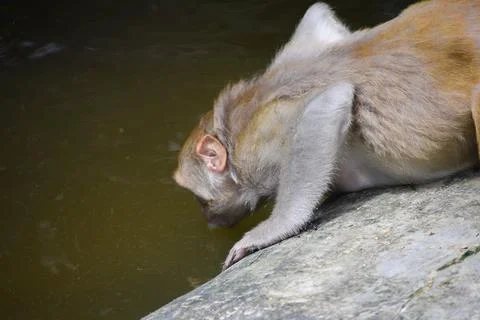 Monkey drinking water from pond Foto stock