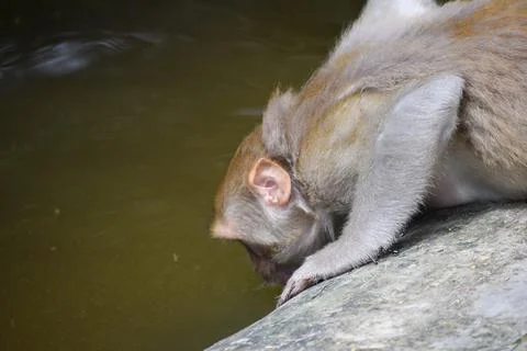Monkey drinking water from pond Stock Photos
