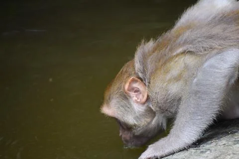 Monkey drinking water from pond Stock Photos