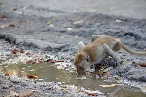 Monkey drinking water in puddles on the ground. Stock Photos