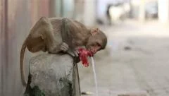 Monkey stealing food from a street market stall in India Stock Photo - Alamy