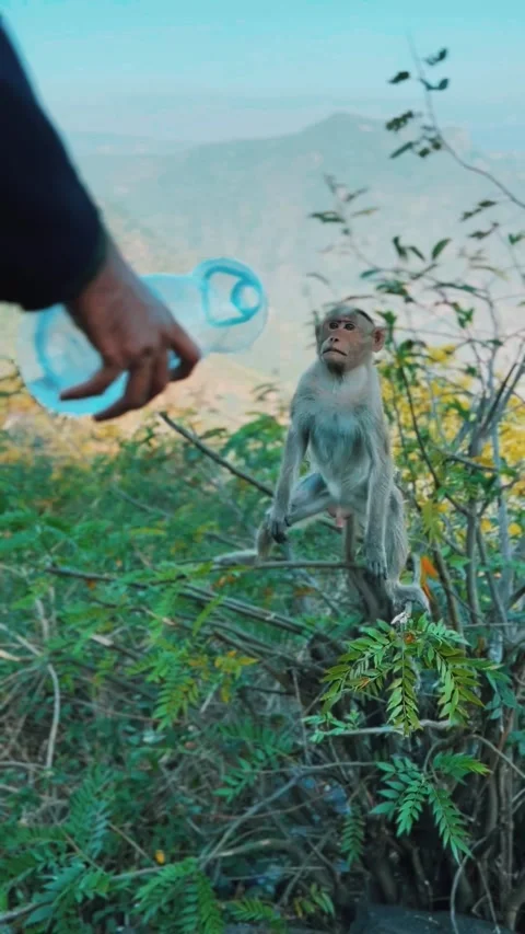 Monkey Drinking Water from water bottle Stock Footage 276829235