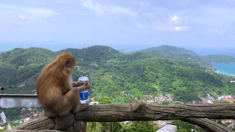 Monkey is drinking water while looking a beautiful landscape of Thailand Stock Footage 294222249