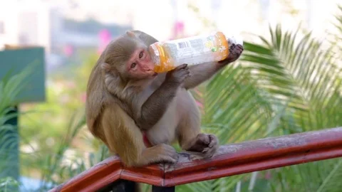 Monkey drinks bottle of soda Vidéo 74170795