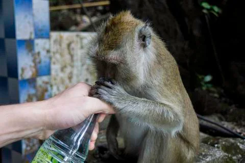 Monkey drinks from human hands Stock Photos