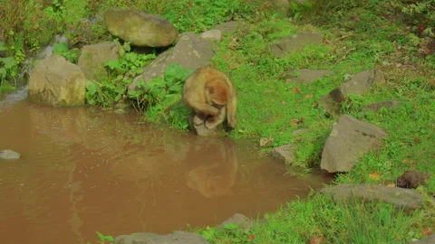 A monkey drinks from a muddy pond, perched on a rock Stock Footage 310755153