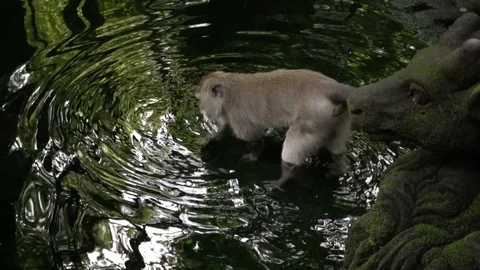 Monkey drinks water from a source in Ubud, Bali. Stock Footage 104286478