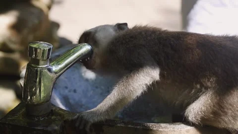 Monkey drinks water from the tap Stock Footage 254343579