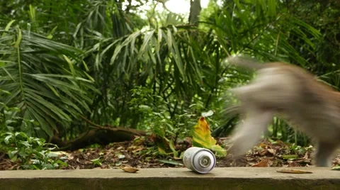 Monkey drop white spray can and jump away, with sound Stock Footage 52352633