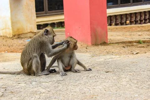 Monkey Ear Picking His Child 写真素材