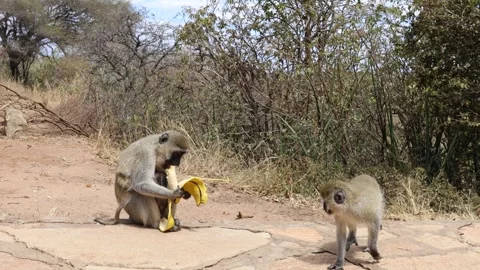 Monkey eat banana Stock Footage 316698356