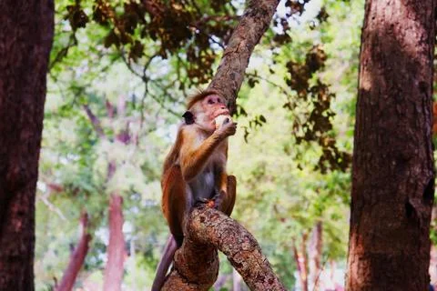 Monkey eat fruit Stock Photos
