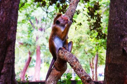 Monkey eat fruit Stock Photos