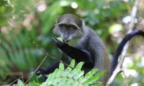 Monkey eat green leaf Stock Photos