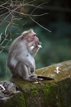 Monkey eat Stock Photos