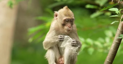Monkey eat remained food from plastic bag. Stock Footage 275594586