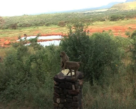 Monkey is eating 2 Video stock 559292