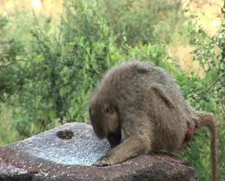 Monkey eating 3 Video stock 559269