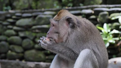 Monkey eating 39 Stock Footage 260180979