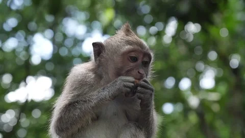 Monkey eating 40 Stock Footage 260180980