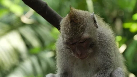 Monkey eating 80 Stock Footage 260180988