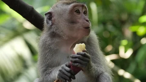 Monkey eating 81 Stock Footage 260180992