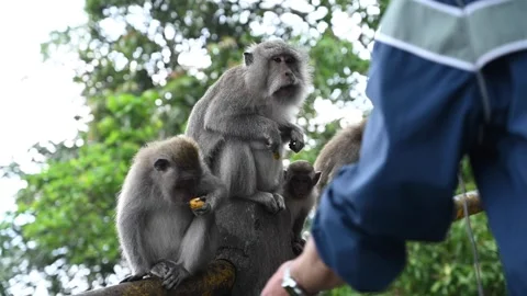 Monkey eating and playing in the rainforest. Macaca fascicularis. Stock Footage 243471423