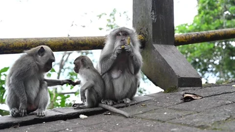 Monkey eating and playing in the rainforest. Macaca fascicularis. Stockbeeldmateriaal 243622855