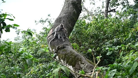 Monkey eating and playing in the rainforest. Macaca fascicularis. Vídeos de archivo 245404999