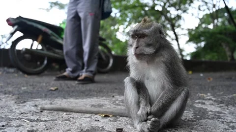 Monkey eating and playing in the rainforest. Macaca fascicularis. Stock Footage 246614291