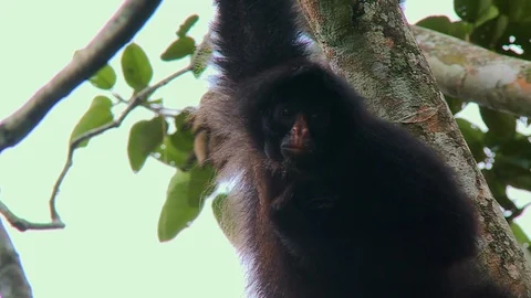 Monkey Eating and Scratching Stock Footage 109200126