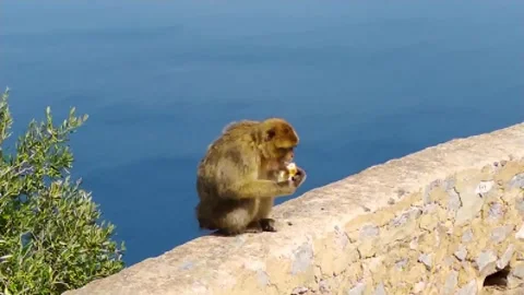 Monkey eating and sitting in the edge with sea in the background Stock Footage 266303016